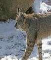 bobcat